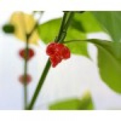 Carolina Reaper Υπερκαυτερή Πιπεριά 6 Σπόροι