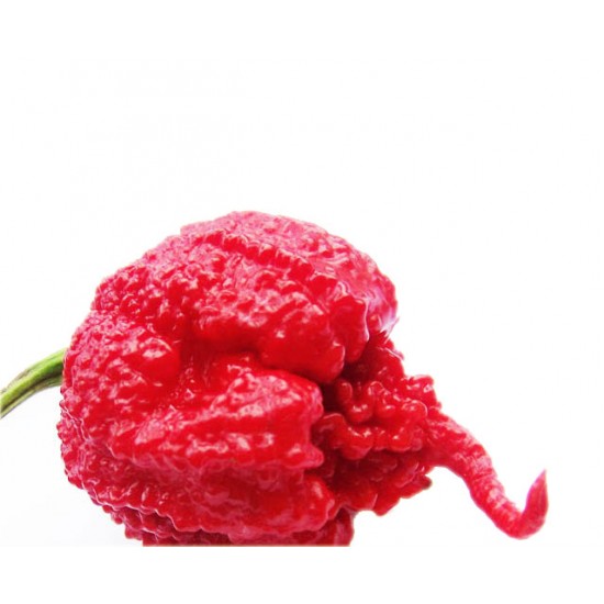 Καρολίνα Ριπερ / Carolina Reaper Τριμμένο Πιπέρι σε σκόνη. Το πιο καυτερό στον κόσμο! 10gr.