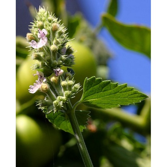 Κάτνιπ/Catnip (Nepeta cataria/Νεπετα ) 30 σπόροι Κάτνιπ/Catnip (Nepeta cataria/Νεπετα ) 30 σπόροι