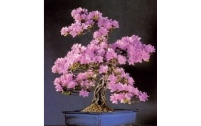 Τζακαράντα (Jacaranda) Οδηγίες Καλλιέργειας Σπόρων - Μπονσαι