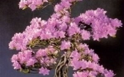 Τζακαράντα (Jacaranda) Οδηγίες Καλλιέργειας Σπόρων - Μπονσαι