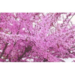 Judas Tree (Κουτσουπιά) - 80+ σπόροι Judas Tree (Κουτσουπιά) - 80+ σπόροι