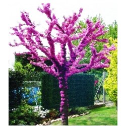 Judas Tree (Κουτσουπιά) - 80+ σπόροι