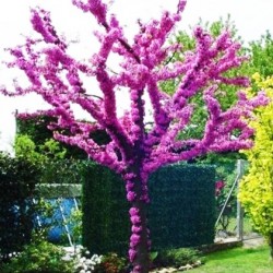Judas Tree (Κουτσουπιά) - 80+ σπόροι Judas Tree (Κουτσουπιά) - 80+ σπόροι