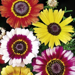 Χρυσάνθεμο Σπόροι / Crisantemo seeds 0,80γρ Χρυσάνθεμο Σπόροι / Crisantemo seeds 0,80γρ