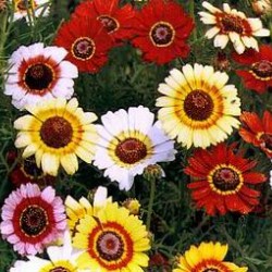 Χρυσάνθεμο Σπόροι / Crisantemo seeds 0,80γρ Χρυσάνθεμο Σπόροι / Crisantemo seeds 0,80γρ