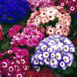 Σινεράρια Ανάμικτα Χρώματα Σπόροι - 0,1γραμ. Σπόρων Σινεράρια Ανάμικτα Χρώματα Σπόροι - 0,1γραμ. Σπόρων