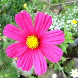 Κόσμος Μαργαρίτα Σπόροι Μείγμα Χρωμάτων 0,20γρ 