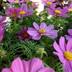 Κόσμος Μαργαρίτα Σπόροι Μείγμα Χρωμάτων 0,20γρ  Κόσμος Μαργαρίτα Σπόροι Μείγμα Χρωμάτων 0,20γρ