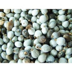 Δάκρυ της παναγιάς (Coix Laxryma) - 25 σπόροι