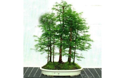 Dawn Redwood Οδηγίες Καλλιέργειας Σπόρων