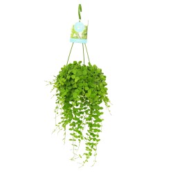 Dischidia Nummularia (String of Nickels) - Κρεμαστό Φυτό