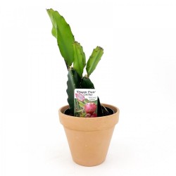 Pitaya Dragon Fruit  (Hylocereus Undatus)
