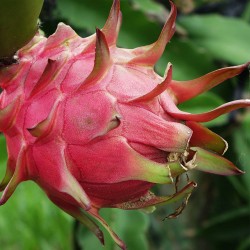 Πιτάγια εξωτικό φρούτο του δράκου! 6 σπόροι Πιτάγια εξωτικό φρούτο του δράκου! 6 σπόροι