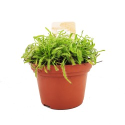 Drosera capensis - Δροσέρα Σαρκοφάγο Φυτό