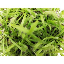 Drosera capensis - Δροσέρα Σαρκοφάγο Φυτό