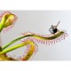 Drosera capensis - Δροσέρα Σαρκοφάγο Φυτό
