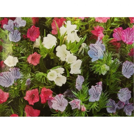 Echium (echium plantagineum) Μιξ Χρωμάτων - 1γρ. Σπόροι Echium (echium plantagineum) Μιξ Χρωμάτων - 1γρ. Σπόροι