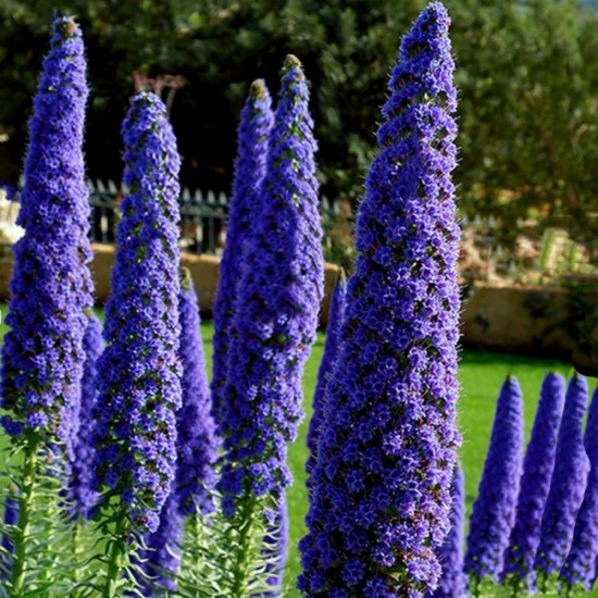 Echium / Έχιο - O Μπλέ Πύργος των κοσμημάτων - 10 Σπόροι Echium / Έχιο - O Μπλέ Πύργος των κοσμημάτων - 10 Σπόροι
