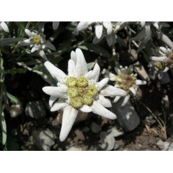 Εντελβαις Σπόροι / Stella Alpina / Edelweiss 0,05γρ  Εντελβαις Σπόροι / Stella Alpina / Edelweiss 0,05γρ