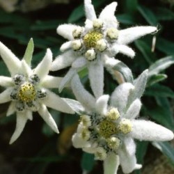 Εντελβαις Σπόροι / Stella Alpina / Edelweiss 0,05γρ 
