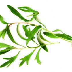 Εστραγκόν σπόροι 0,20γρ