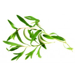 Εστραγκόν σπόροι 0,20γρ Εστραγκόν σπόροι 0,20γρ