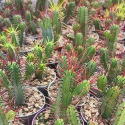 Euphorbia Enopla Κάκτος