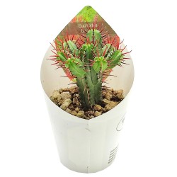 Euphorbia Enopla Κάκτος Euphorbia Enopla Κάκτος