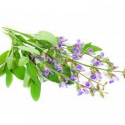 Φασκόμηλο salvia officinalis 0,50g σπόροι Φασκόμηλου