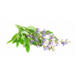 Φασκόμηλο salvia officinalis 0,50g σπόροι Φασκόμηλου Φασκόμηλο salvia officinalis 0,50g σπόροι Φασκόμηλου