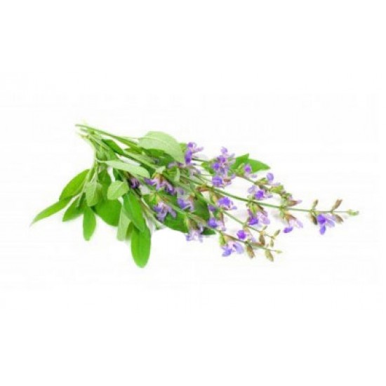 Φασκόμηλο salvia officinalis 0,50g σπόροι Φασκόμηλου