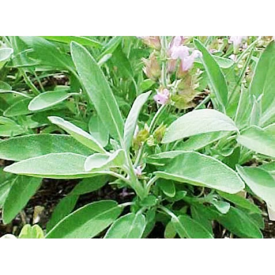 Φασκόμηλο salvia officinalis 0,50g σπόροι Φασκόμηλου