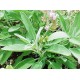 Φασκόμηλο salvia officinalis 0,50g σπόροι Φασκόμηλου