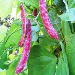 Φασόλι Μπουρλότο Χάντρα 65γρ. Σπόροι Φασολιών