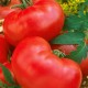 Ντομάτα Favorit Καρποί Μεγέθους 400γρ. - 0,5 γρ Σπόροι