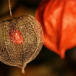 Φυσαλίδα (Physalis alkekengi) πακέτο σπόροι 0,25γρ. Φυσαλίδα (Physalis alkekengi) πακέτο σπόροι 0,25γρ.