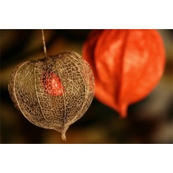 Φυσαλίδα (Physalis alkekengi) πακέτο σπόροι 0,25γρ. Φυσαλίδα (Physalis alkekengi) πακέτο σπόροι 0,25γρ.