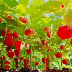 Φυσαλίδα (Physalis alkekengi) πακέτο σπόροι 0,25γρ. Φυσαλίδα (Physalis alkekengi) πακέτο σπόροι 0,25γρ.