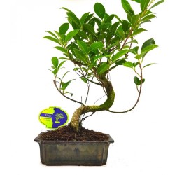 Αυθεντικό Μπονσάι Ficus