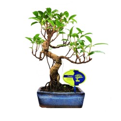 Αυθεντικό Μπονσάι Ficus