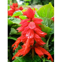 Φωτιά Ψηλή (salvia splendens) Σάλβια Σπόροι 0,30γρ. Φωτιά Ψηλή (salvia splendens) Σάλβια Σπόροι 0,30γρ.