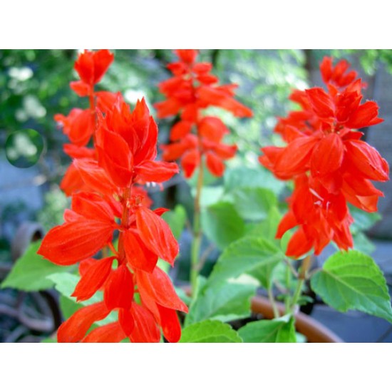 Φωτιά Ψηλή (salvia splendens) Σάλβια Σπόροι 0,30γρ.