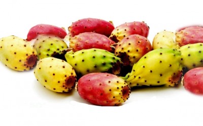 Φραγκόσυκο (Opuntia prickly Pear) Οδηγίες Καλλιέργειας Σπόρων Φραγκόσυκο (Opuntia prickly Pear) Οδηγίες Καλλιέργειας Σπόρων