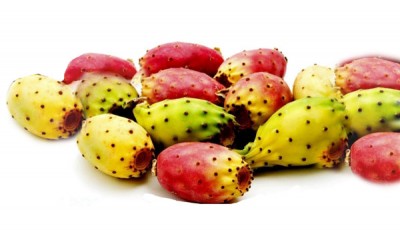 Φραγκόσυκο (Opuntia prickly Pear) Οδηγίες Καλλιέργειας Σπόρων