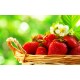 Κόκκινη Φράουλα 4 Εποχές (4 Seasons) 20 Σπόροι! Κόκκινη Φράουλα 4 Εποχές (4 Seasons) 20 Σπόροι!