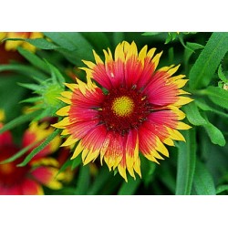 Γκαιλαρδια/Gaillardia Σπόροι 0,45γρ Γκαιλαρδια/Gaillardia Σπόροι 0,45γρ