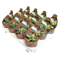 Παχύφυτο Gasteria Carinata Verrucosa ''Variegata'' Παχύφυτο Gasteria Carinata Verrucosa ''Variegata''
