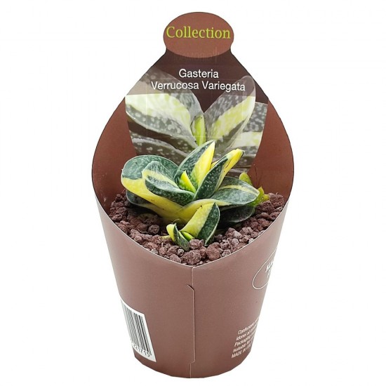 Παχύφυτο Gasteria Carinata Verrucosa ''Variegata''