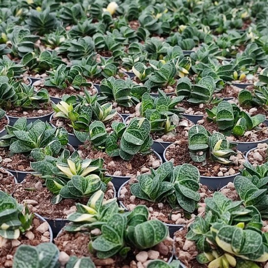 Παχύφυτο Gasteria Carinata Verrucosa ''Variegata''